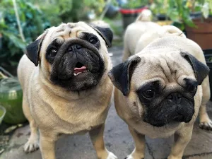Pug wallpapers Screenshot 3