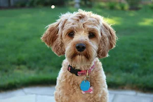 Cavapoo Dog Wallpapers Screenshot 1