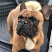French Bull Wallpapers