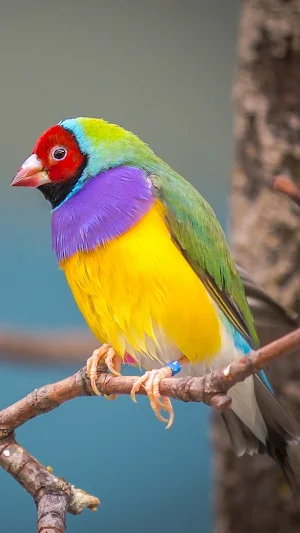 Beautiful Birds Wallpapers Screenshot 0