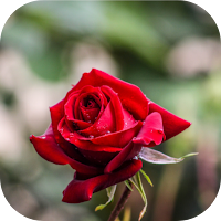 red rose pic