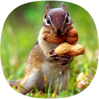 Squirrel Sounds