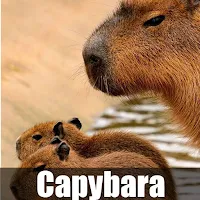 Capybara Wallpaper HD 4K Photo
