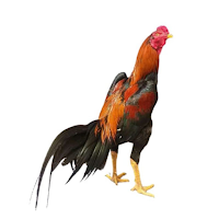GÀ SV388 - Bản Chính Thức
