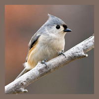 AI Bird Scanner