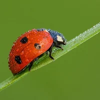 Ladybug Wallpapers