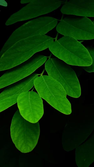 Leaf Wallpapers Screenshot 2
