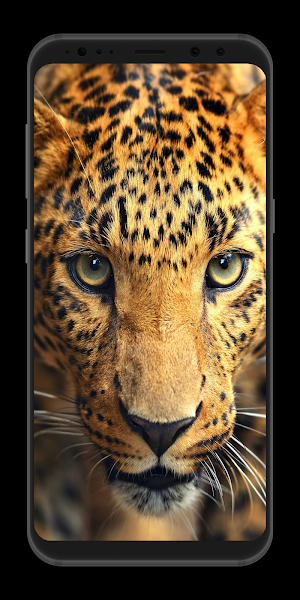 Leopard Wallpaper HD Screenshot 0