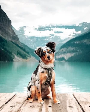 Australian Shepherd Wallpapers Screenshot 2