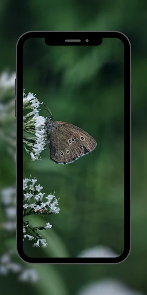 Butterfly Wallpaper Aesthetic Screenshot 2