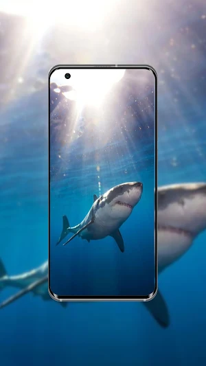 Sharks Wallpaper Screenshot 3
