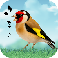Birds Sounds