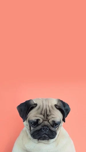 Pug Dog Wallpapers Screenshot 2