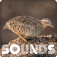 Button Quail Sound Ringtones