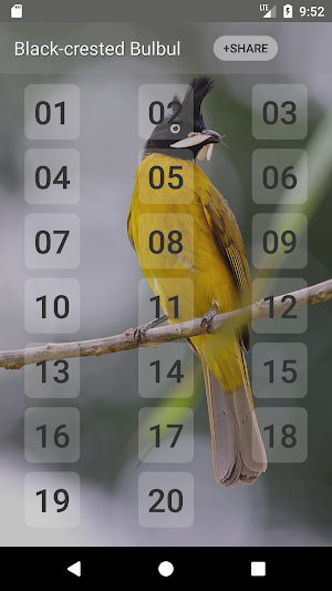 Black-crested bulbul bird sounds Screenshot 0