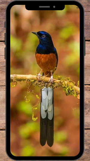 Burung Murai Wallpapers Screenshot 2