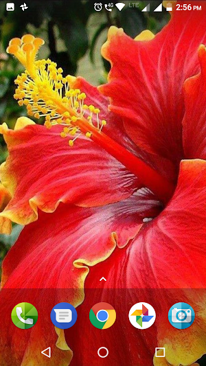 Hibiscus Flower Wallpaper Hd Screenshot 0