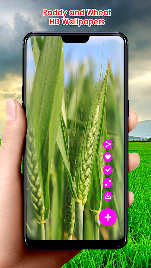 Paddy and Wheat HD Wallpapers Screenshot 2