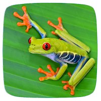 Frog Sounds