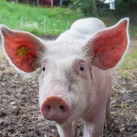 pig wallpaper