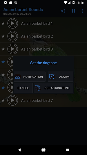Asian barbet bird Sounds ~ Sboard.pro Screenshot 2