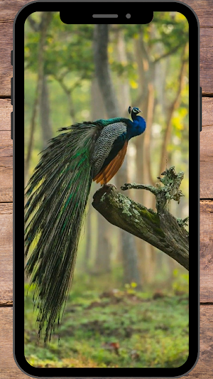 Burung Merak Wallpaper Screenshot 2