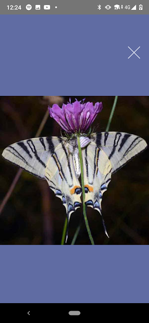 Butterflies of Greece Screenshot 2