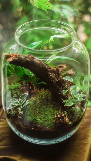 Terrarium Wallpapers Screenshot 0