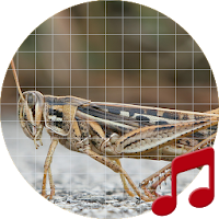 Grasshopper Sounds ~ Sboard.pro
