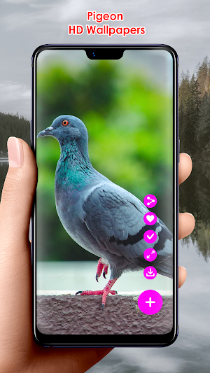 Pigeon HD Wallpapers Screenshot 1