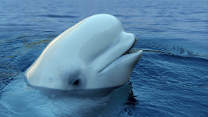 Beluga Whale Sounds Screenshot 3