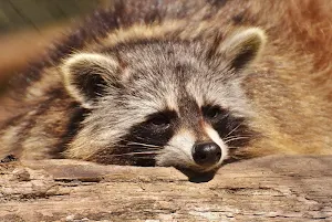 Wild animals wallpapers Screenshot 2
