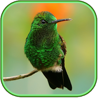 Bird Wallpapers