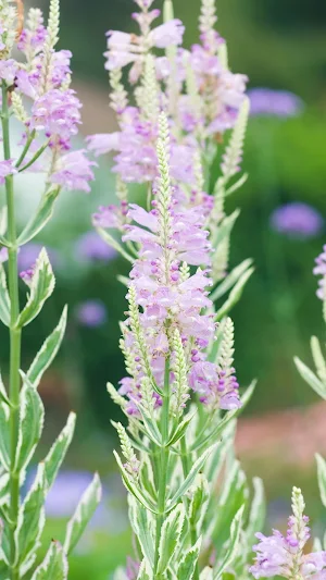 Obedient Plant Wallpaper Screenshot 3