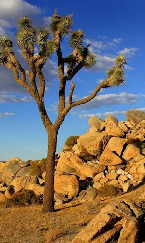 Desert Wallpapers Screenshot 2