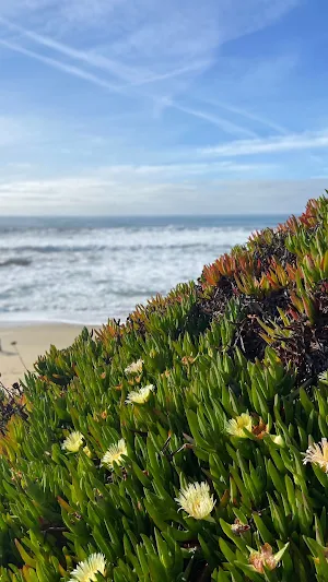 Ice Plant Wallpaper Screenshot 2