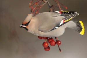Bohemian Waxwing Wallpapers Screenshot 0
