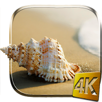Sea Shell 4K Live Wallpaper