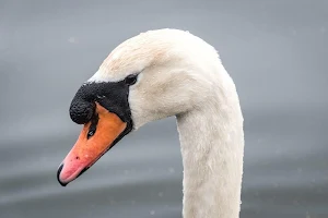 Swan wallpapers Screenshot 2
