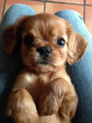 Charles Spaniel Dog Wallpapers Screenshot 1