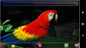 Colorful Parrot Backgrounds Screenshot 0