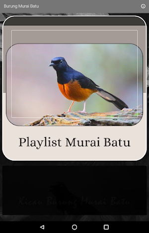 Kicau Burung Murai Batu Screenshot 0