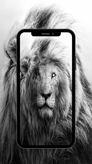 Lion wallpaper 4k - UHD Screenshot 0