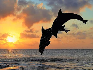 Dolphin Wallpapers Screenshot 1