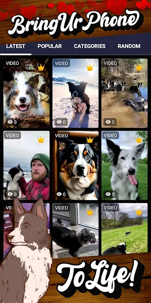 border collie wallpaper Screenshot 1