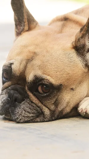 bulldog wallpaper Screenshot 0