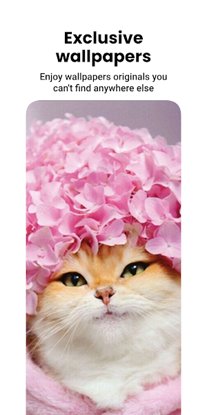 Cat Wallpapers & Cute Kittens Screenshot 3