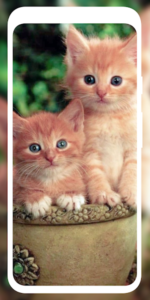 Cute Cat Wallpaper HD 4K Screenshot 0