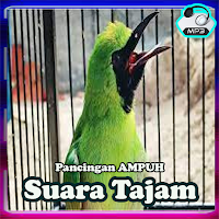 Masteran Cucak Ijo Full Isian