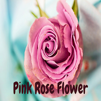 Pink Rose Flower